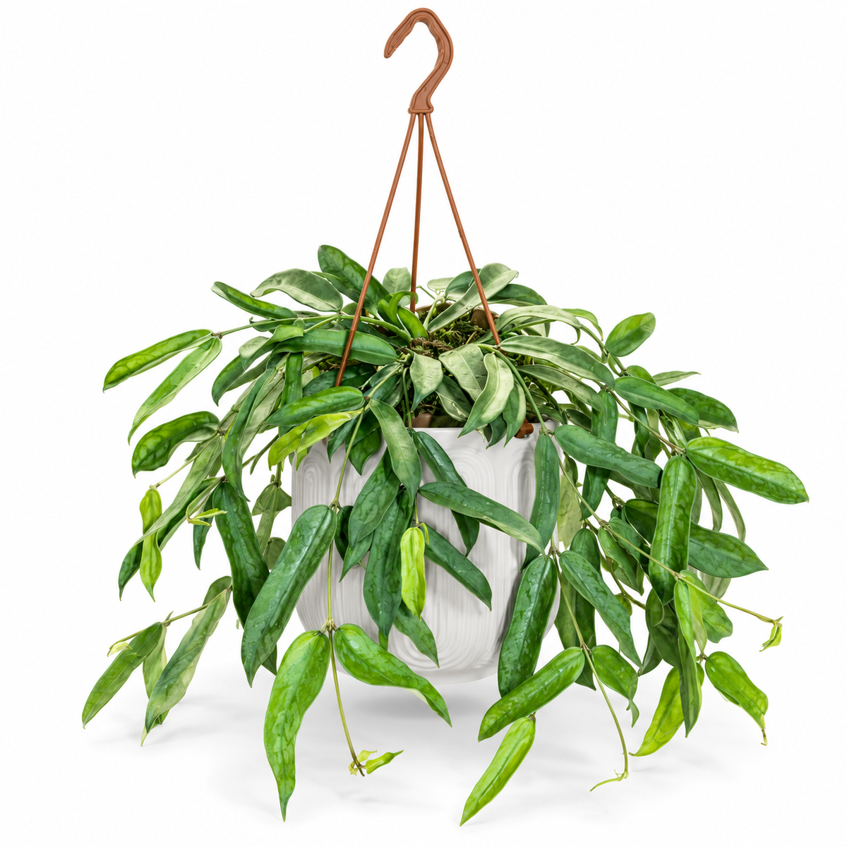 Hoya pandurata 14cm Houseplant