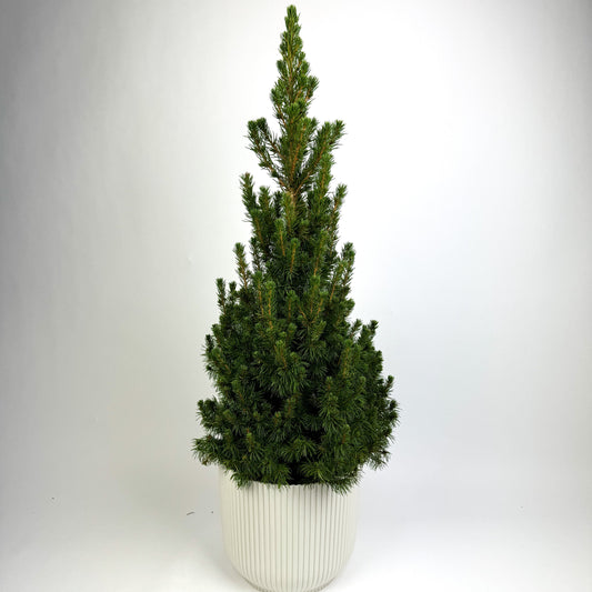 Large Picea Christmas Tree 21cm