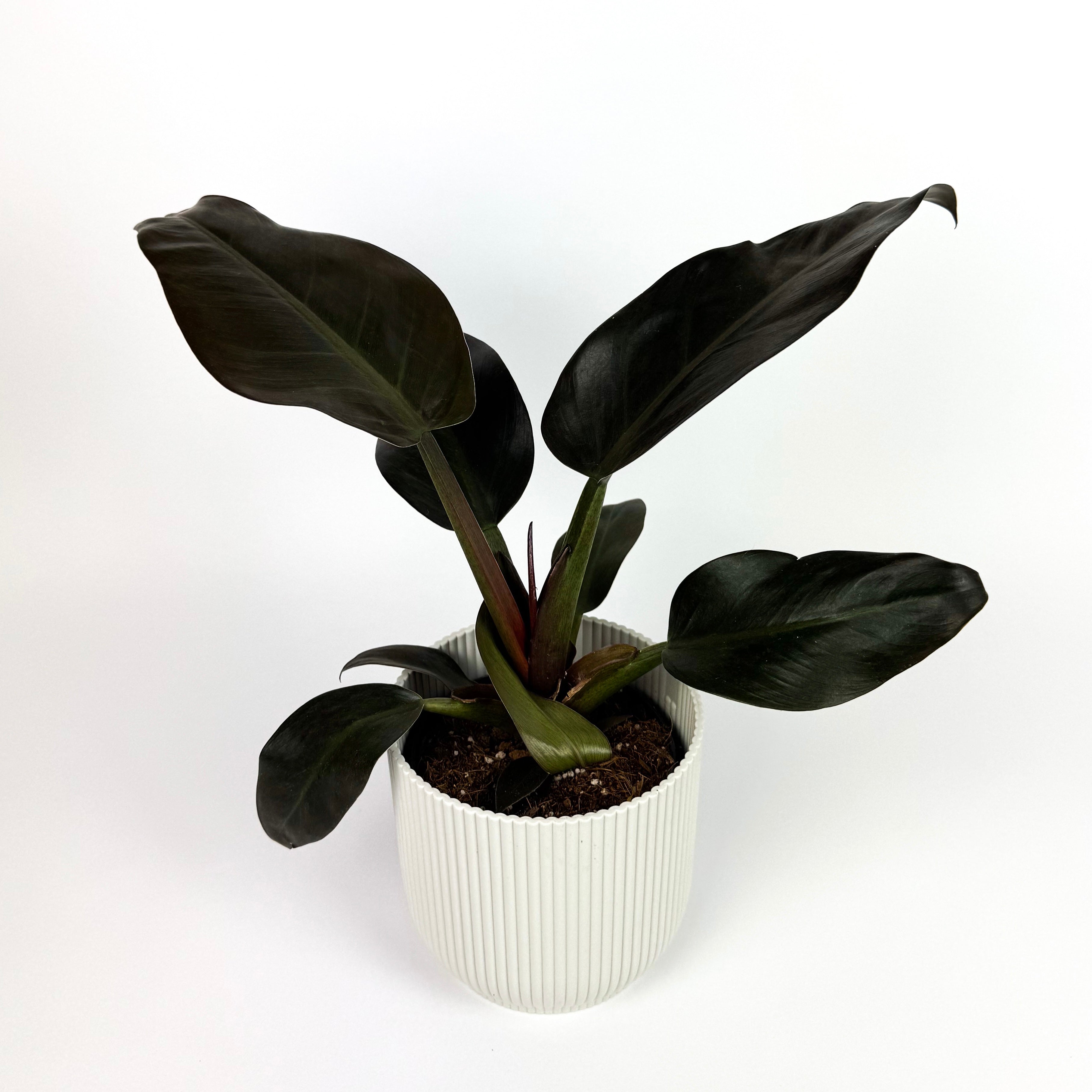 Philodendron Imperial Red Houseplant