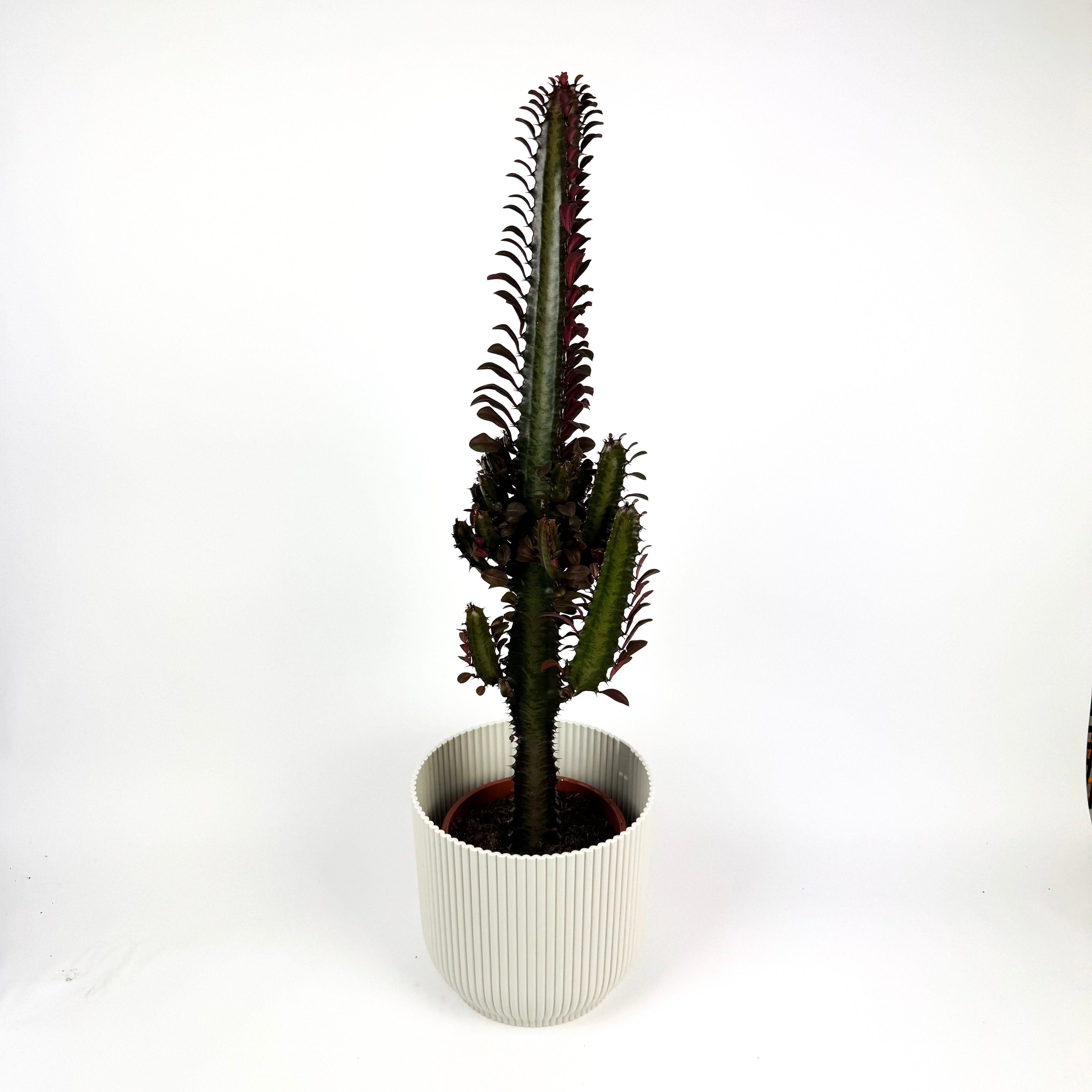 Large Rubra Trigonia Houseplant