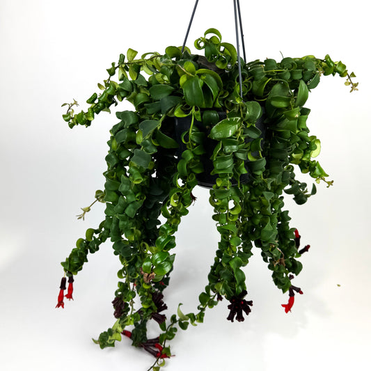 Hanging Aeschyn Rasta Houseplant