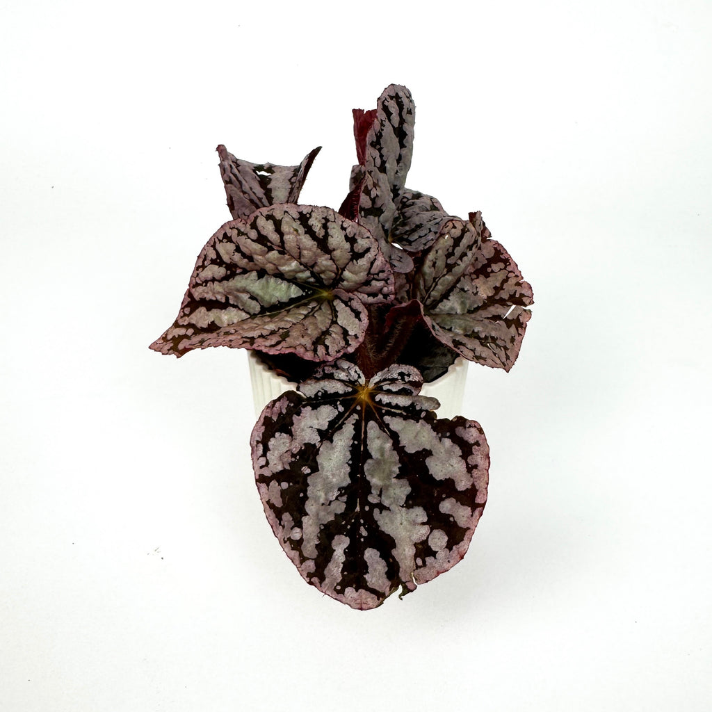 Mini Begonia Rex Houseplant