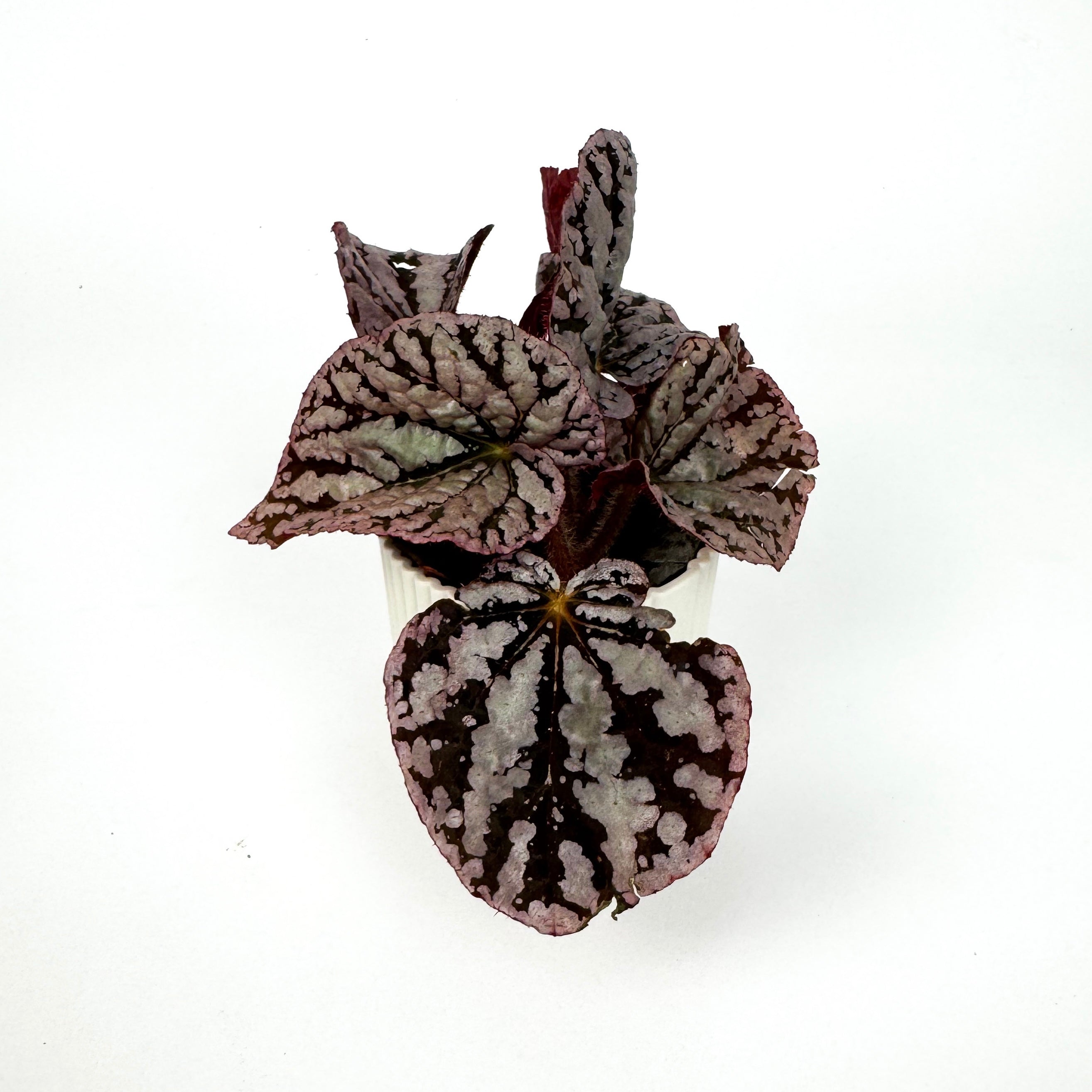 Mini Begonia Rex Houseplant