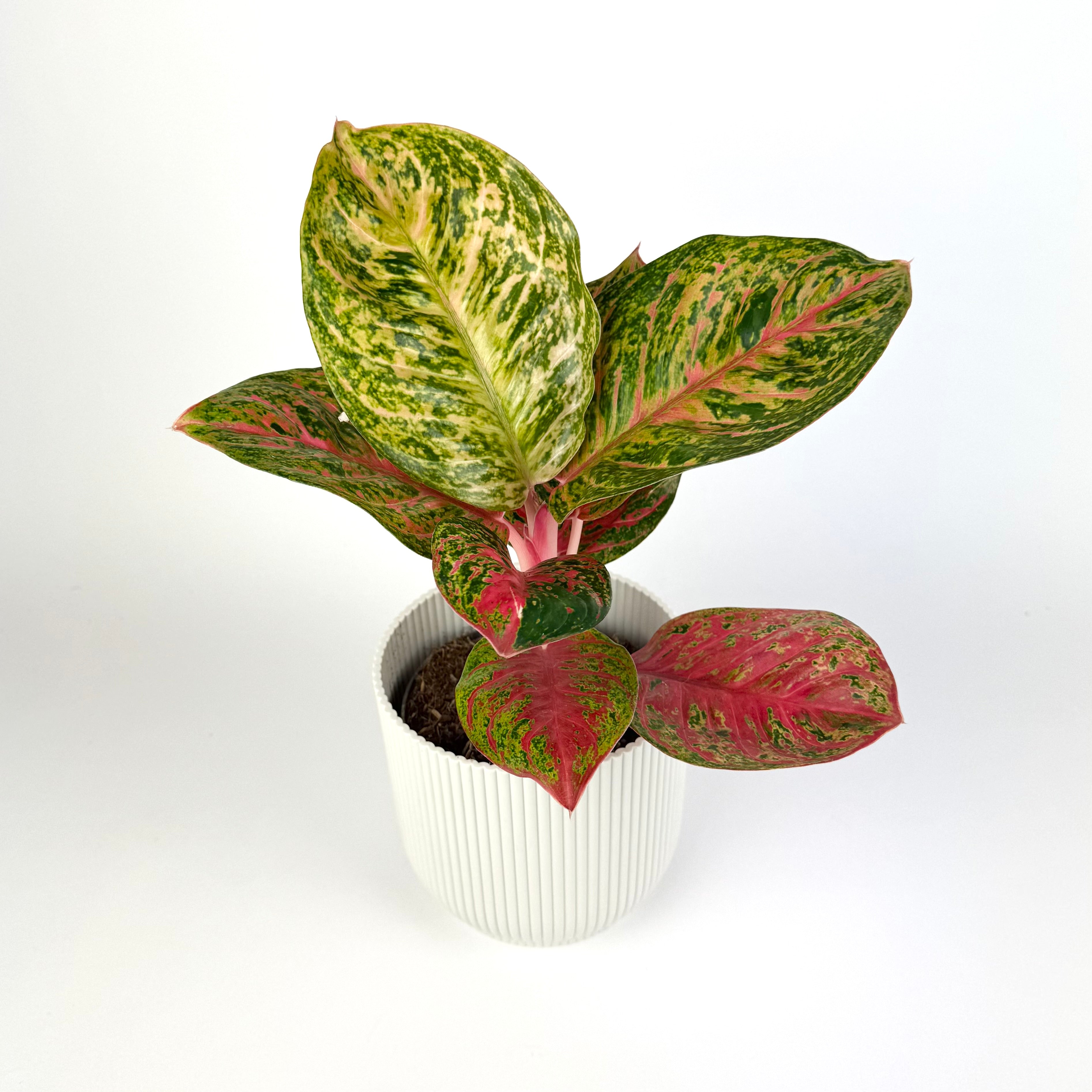 Aglaonema Red Balloon 12cm Houseplant