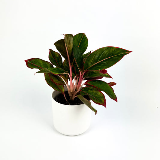 Aglaonema Pink Star Houseplant