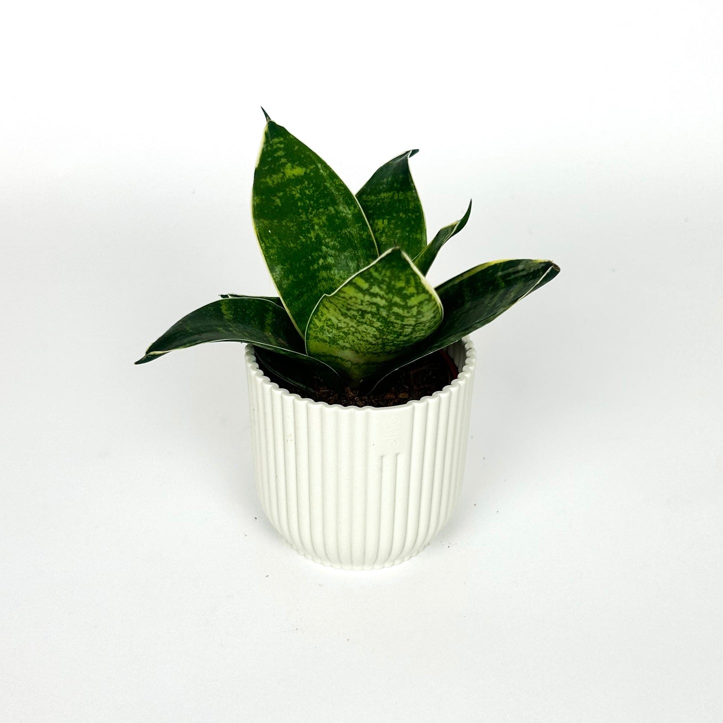 Mini Sansevieria trifasciata Hahnii - Birds Nest Snake Houseplant