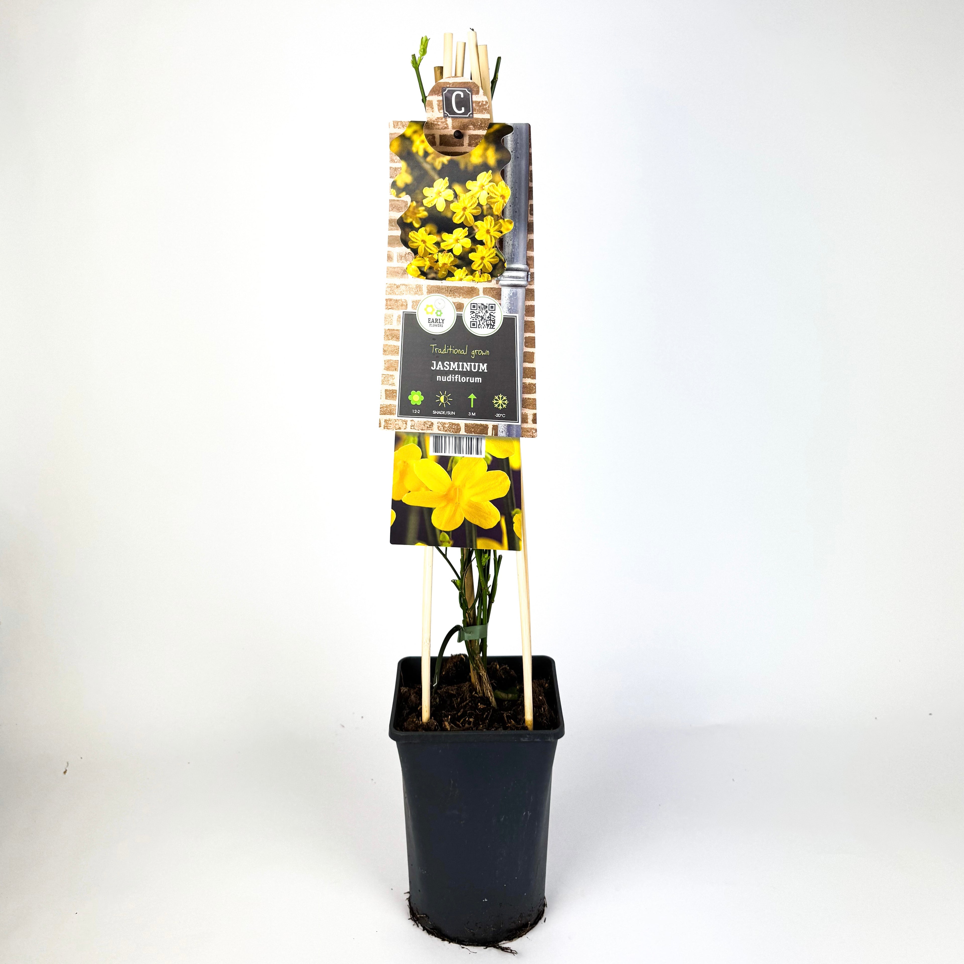 Jasminium Nudiflorum Winter Jasmine Outdoor Plant