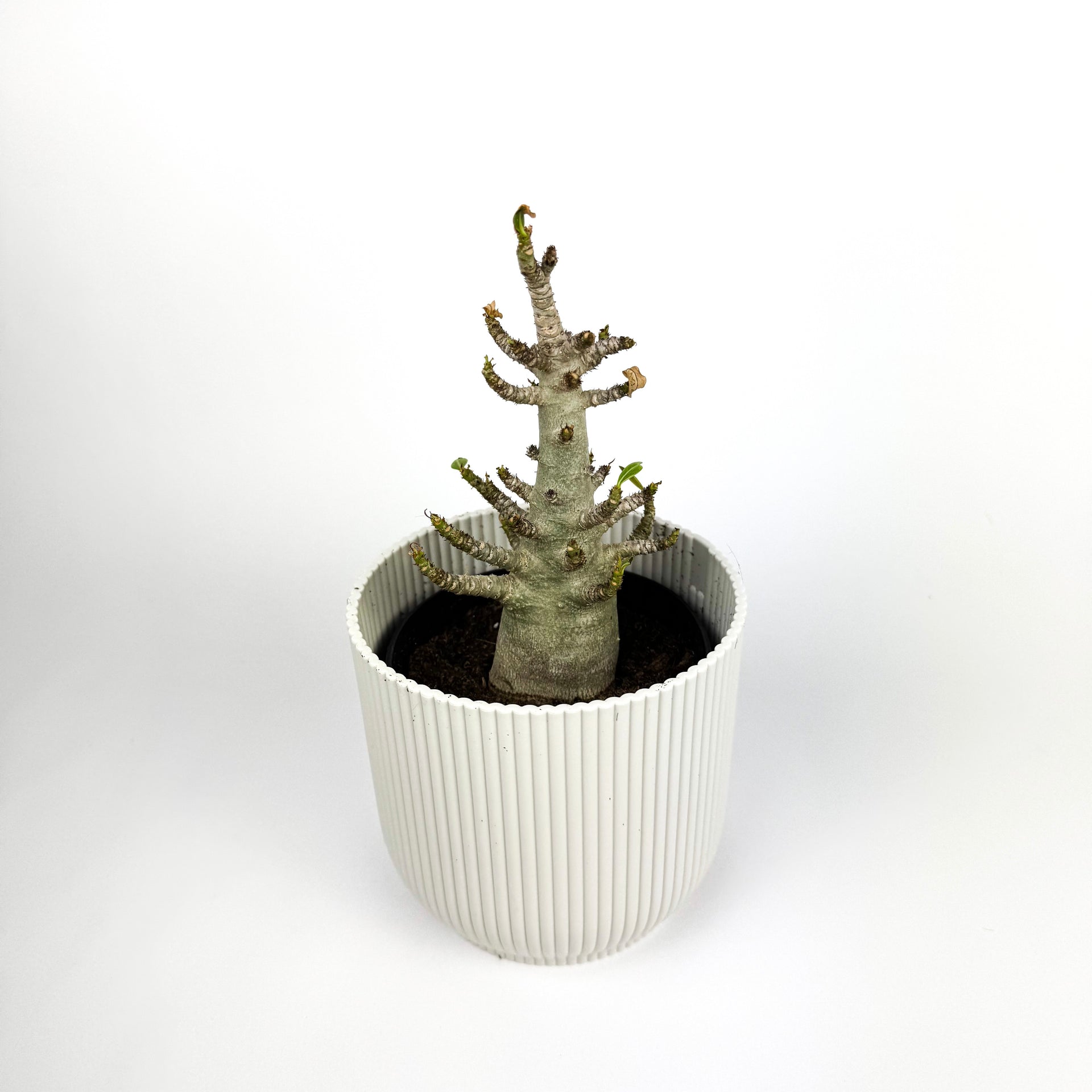 baobab house plant Adenium Ansu Baobab Houseplant – OH SO Floral