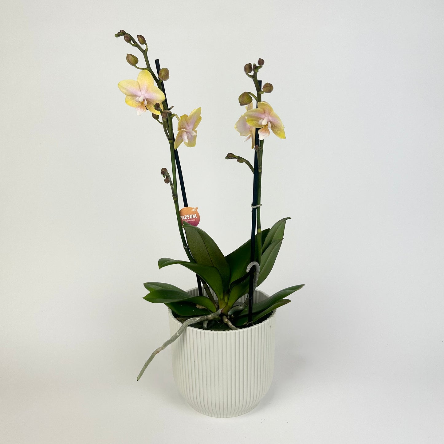 Phalanopsis Bulgarie Fragranced Orchid Houseplant