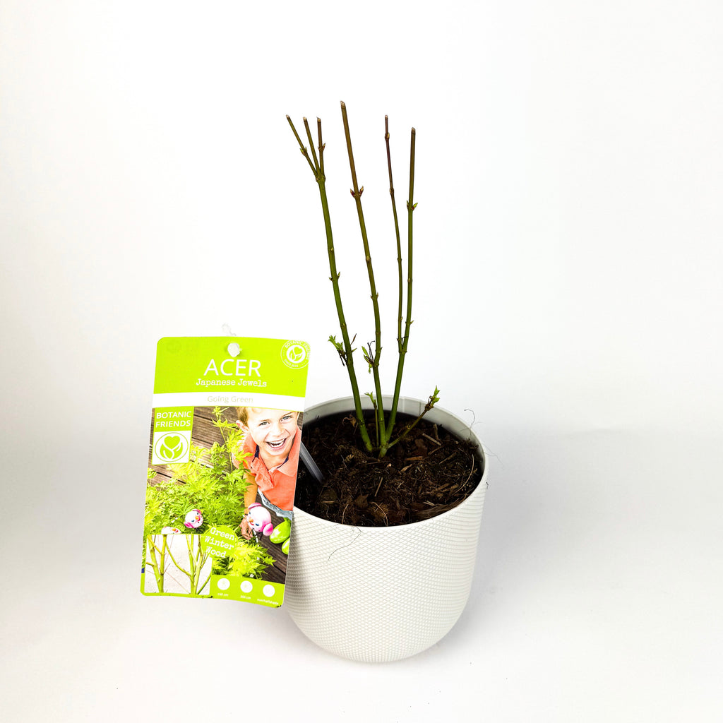 Acer Japanese Maple Trees Outdoor Plants