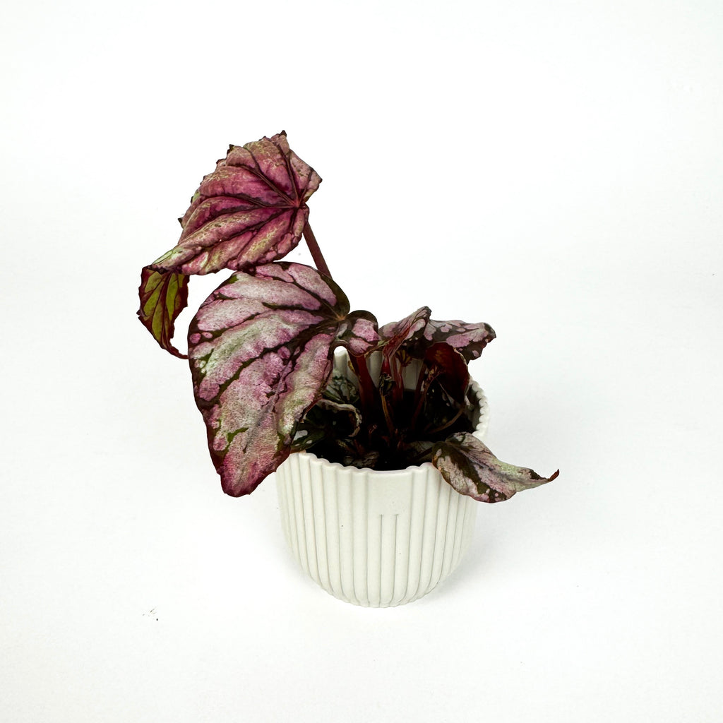 Mini Begonia Rex Houseplant