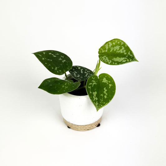 Mini Philodendron Scandens Pictus Houseplant