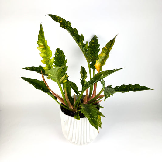 Large Philodendron Narrow Ring Of Fire Houseplant