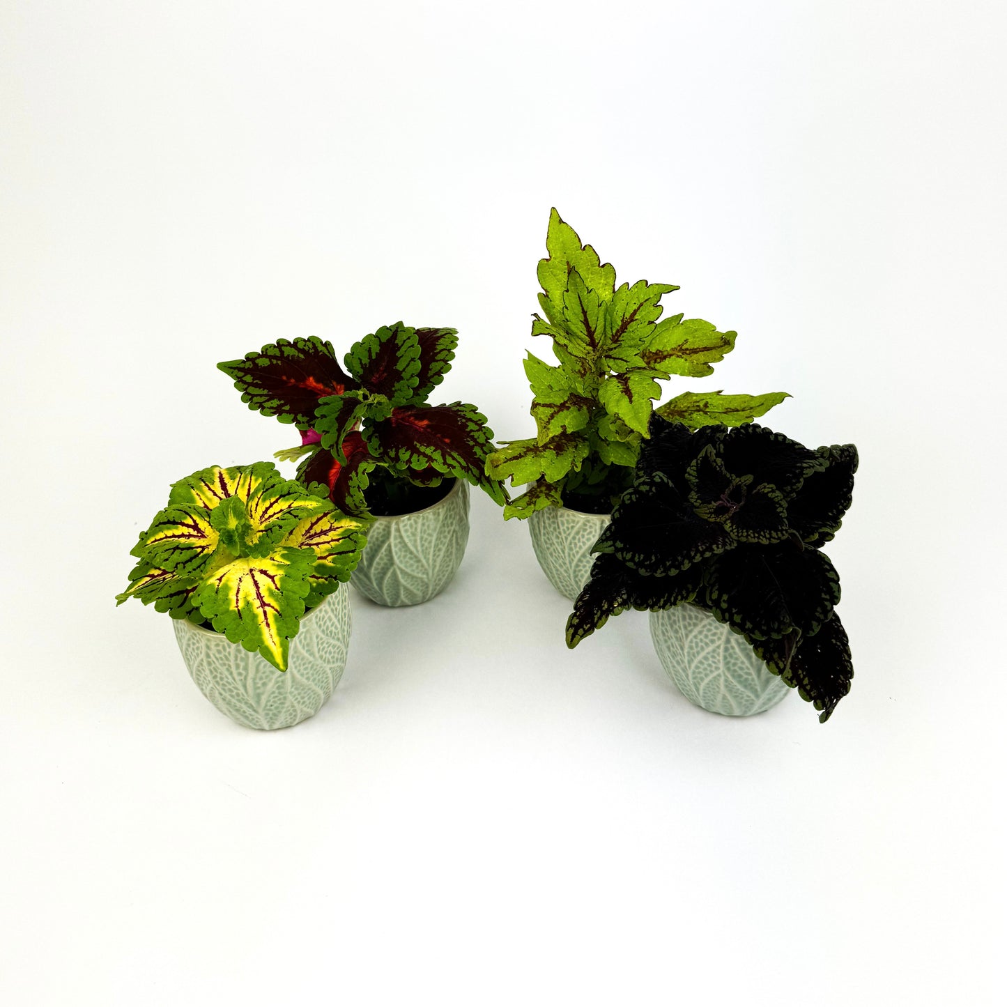 Coleus 4 Mini Houseplant Bundle