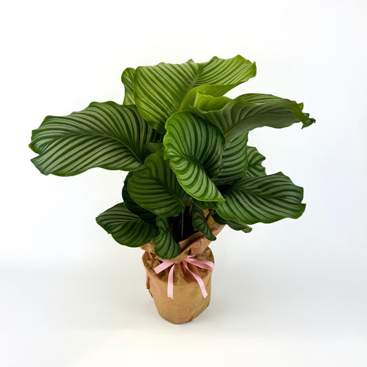 50% Large Calathea Orbifolia Houseplant