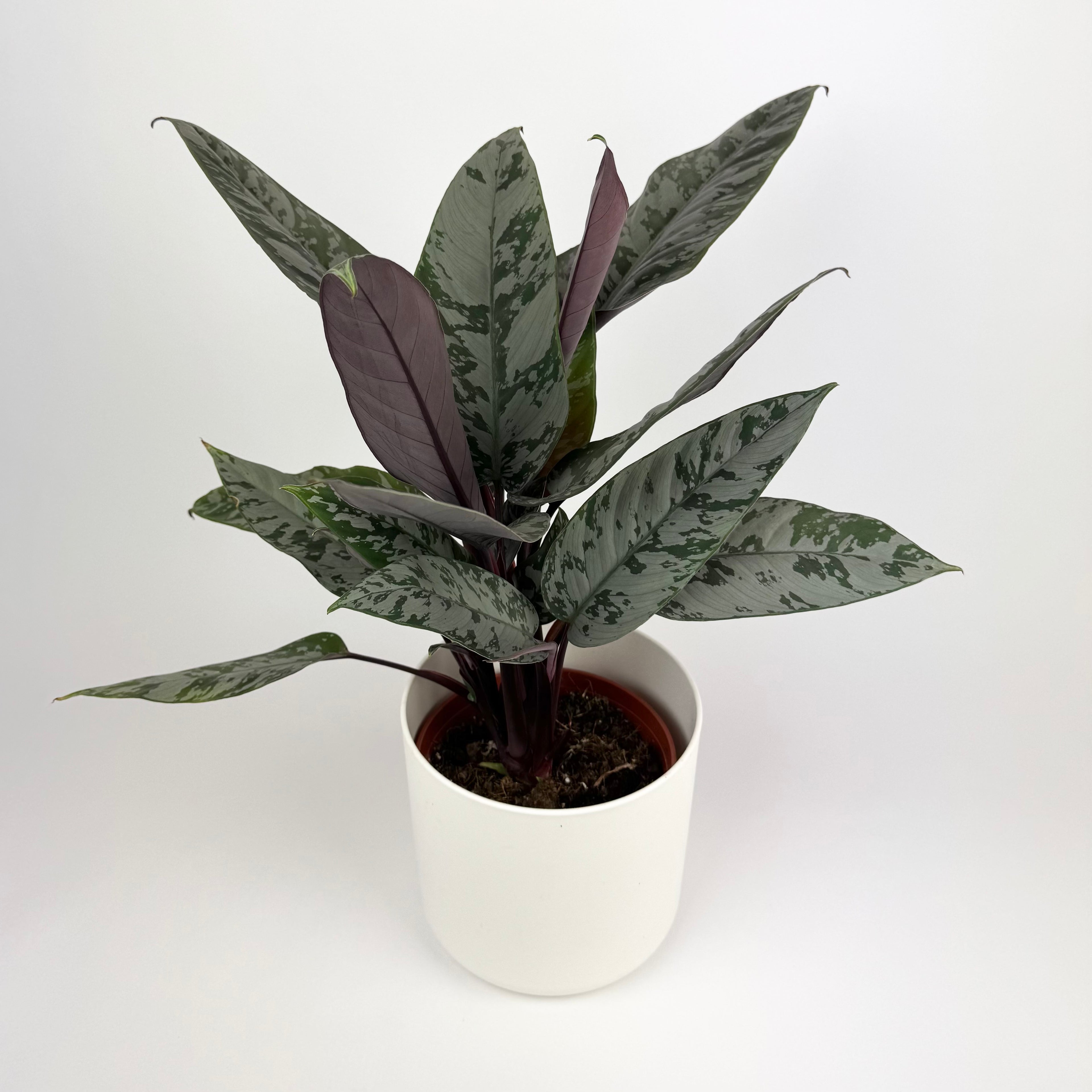 Apoballis red sword 12cm Pot Houseplant