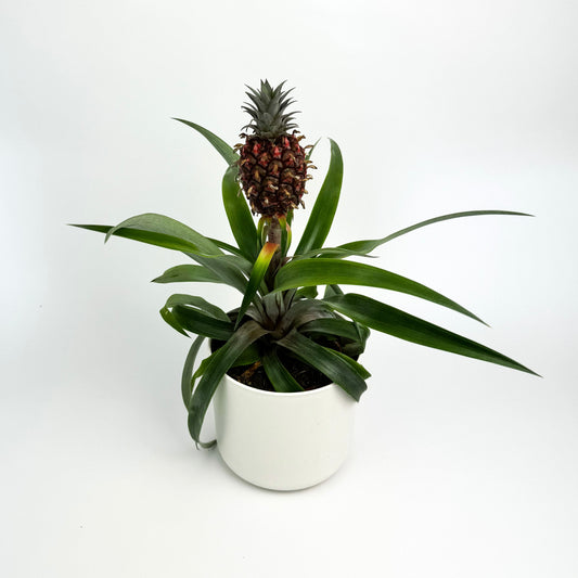 Pineapple Plant Indoor Houseplant