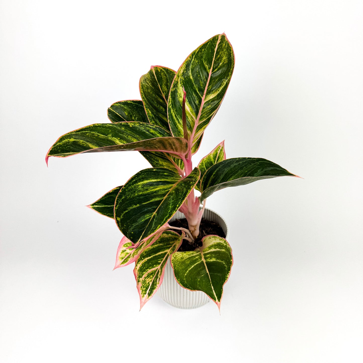 Aglaonema Zebra Pink Houseplant