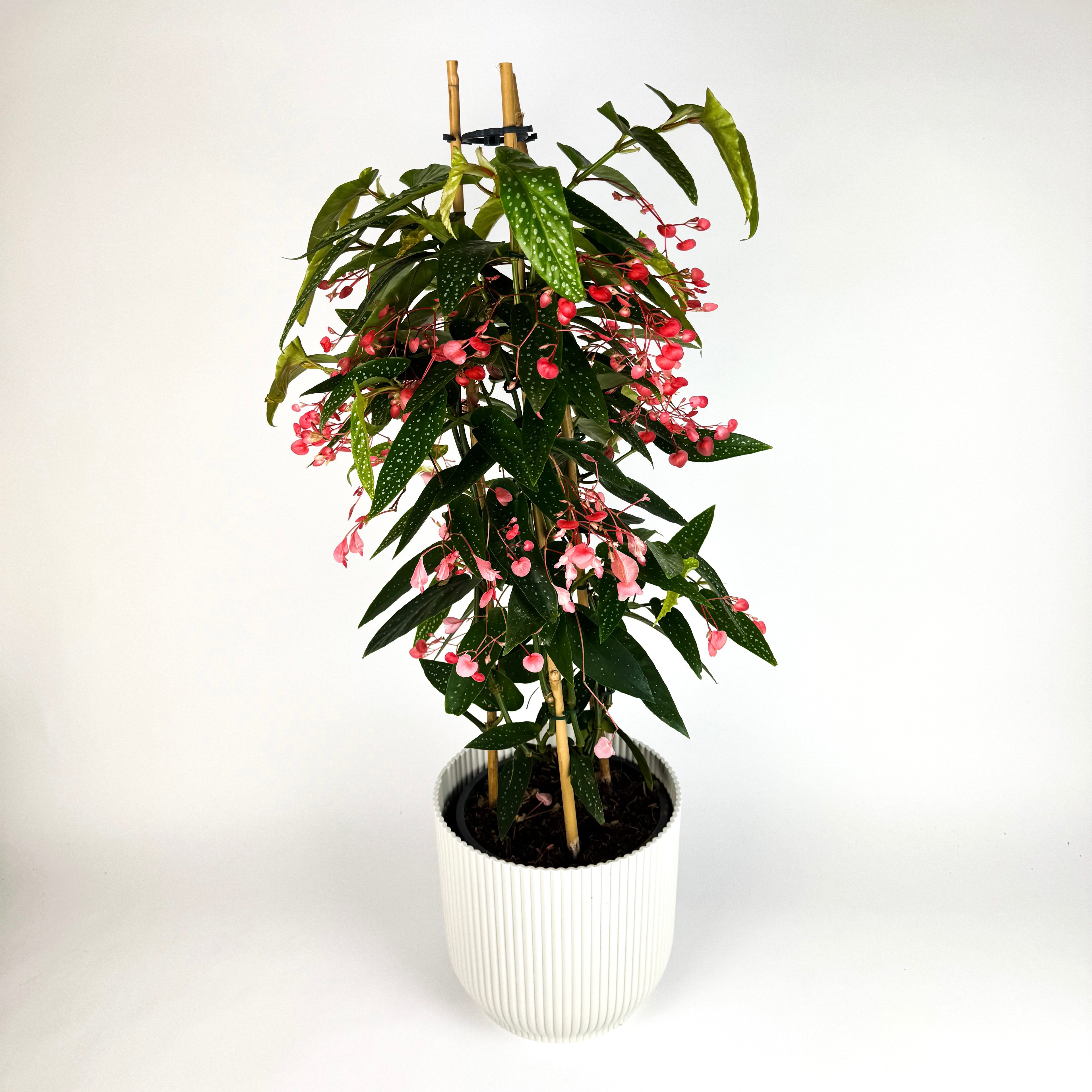Begonia Coraline Pyramide Houseplant