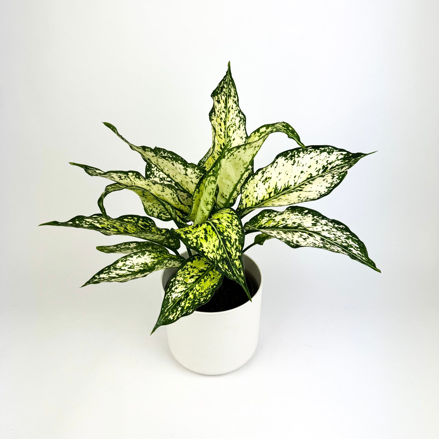 Aglaonema Snow White Houseplant