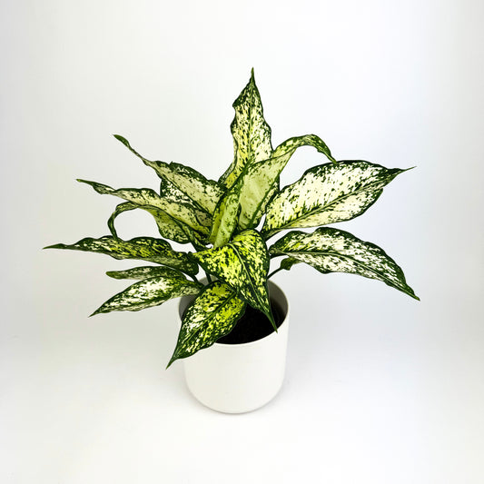 Aglaonema White Kiwi Houseplant