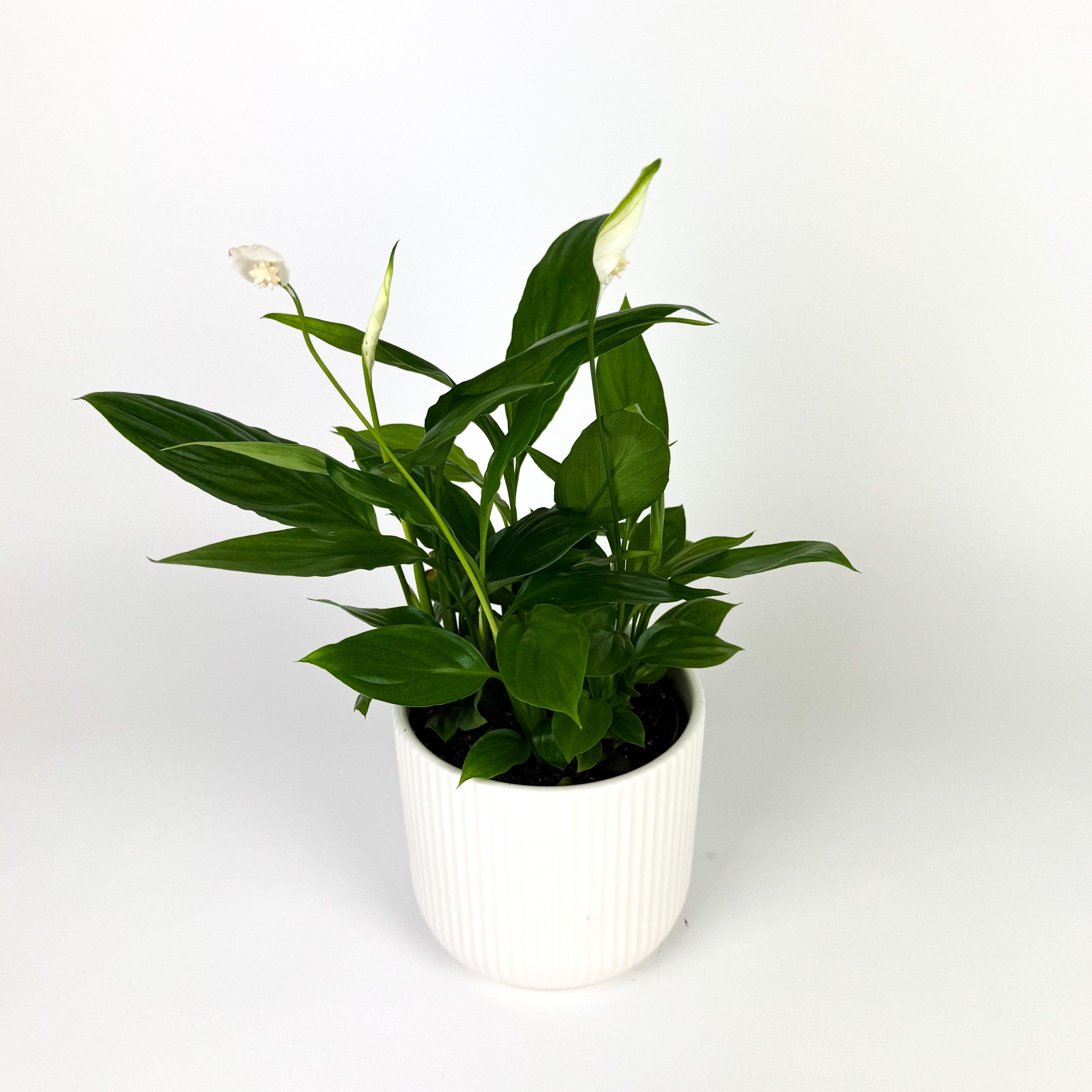 Peace Lily With Ceramic Pot Houseplant