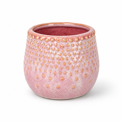 Desk Buddy Plant & Pot Bundle