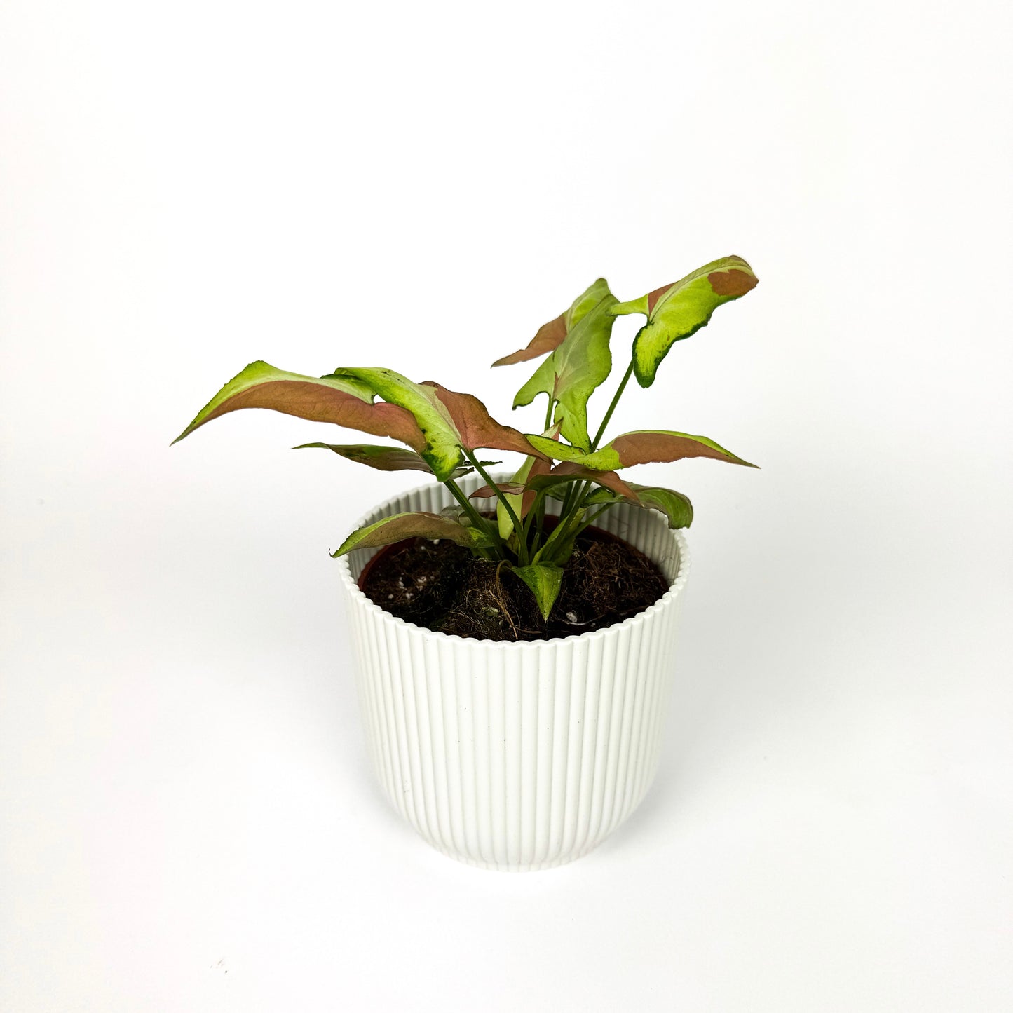 RARE Syngonium Orm Nagpum Variegata Houseplant