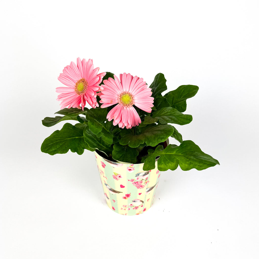 Gerbera In Pot Houseplant
