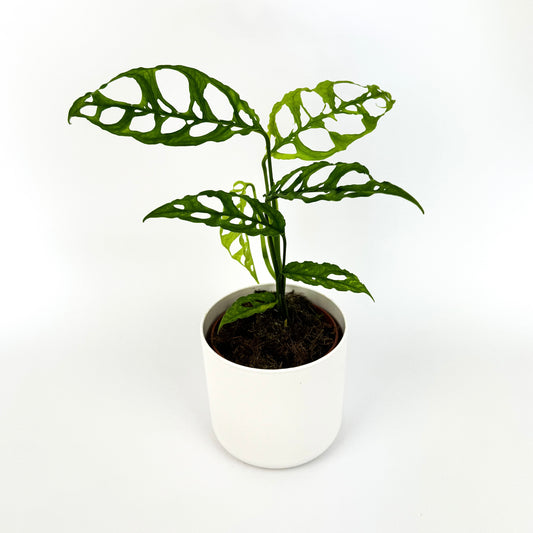 Monstera Oblique Peru Houseplant