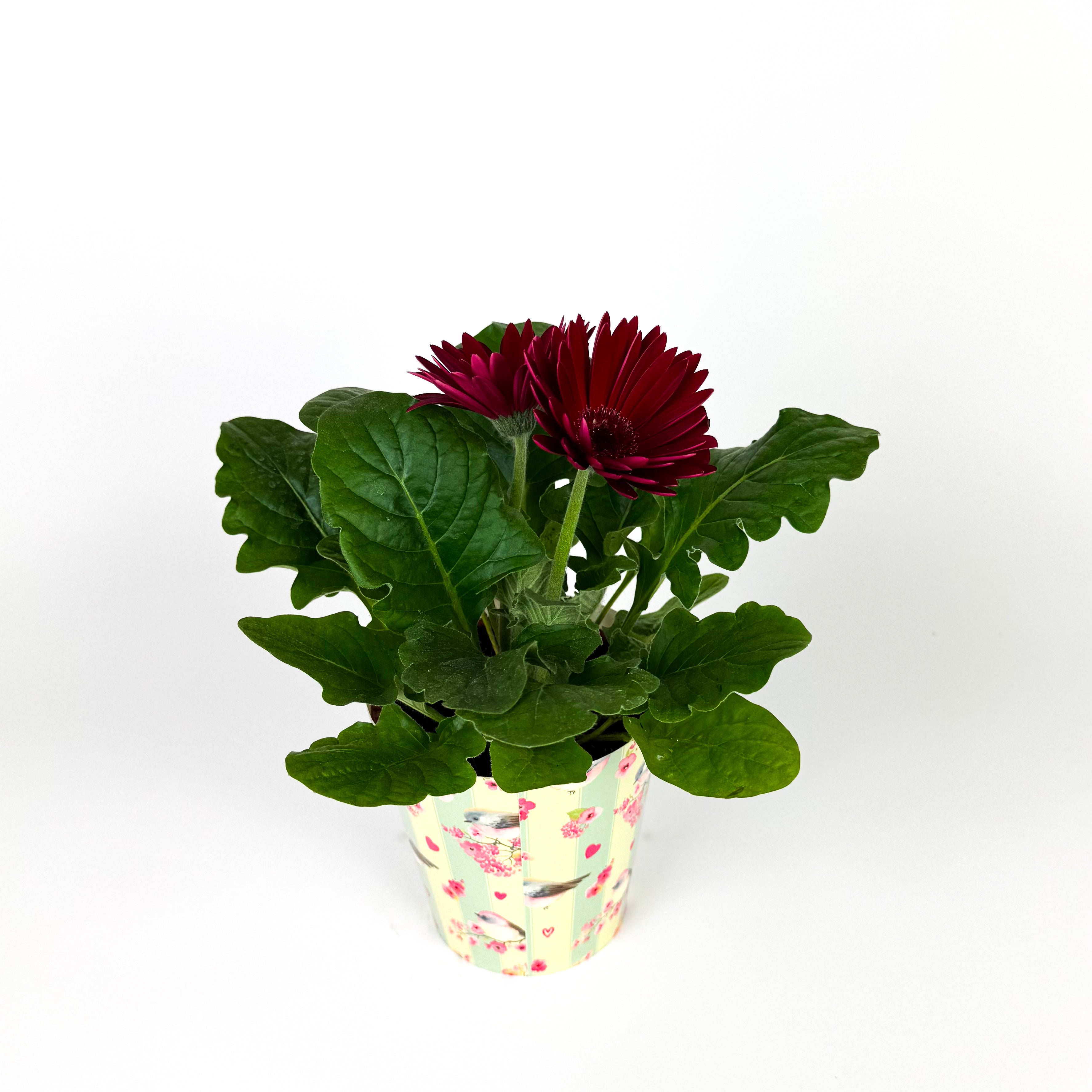 Gerbera In Pot Houseplant