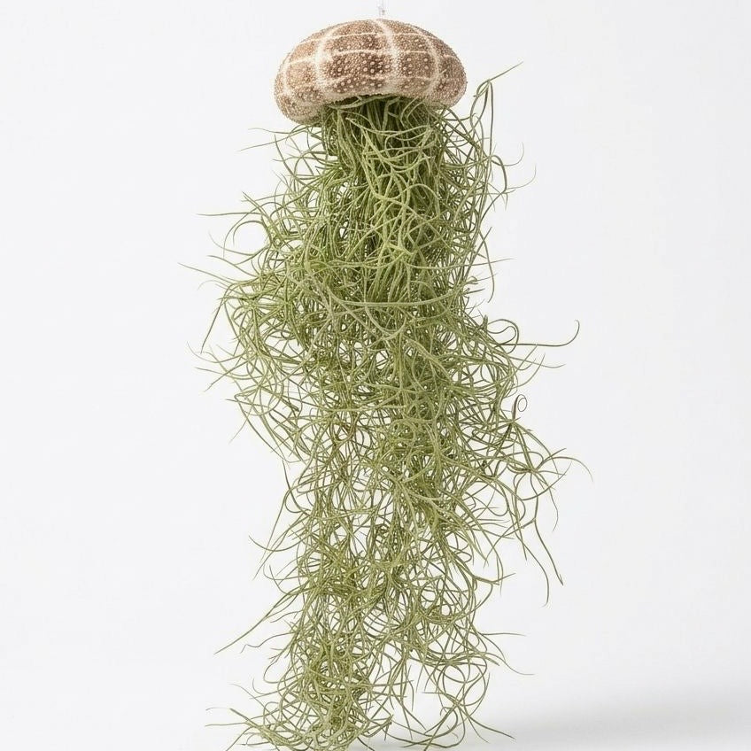 Tillandsia Airplant Shells