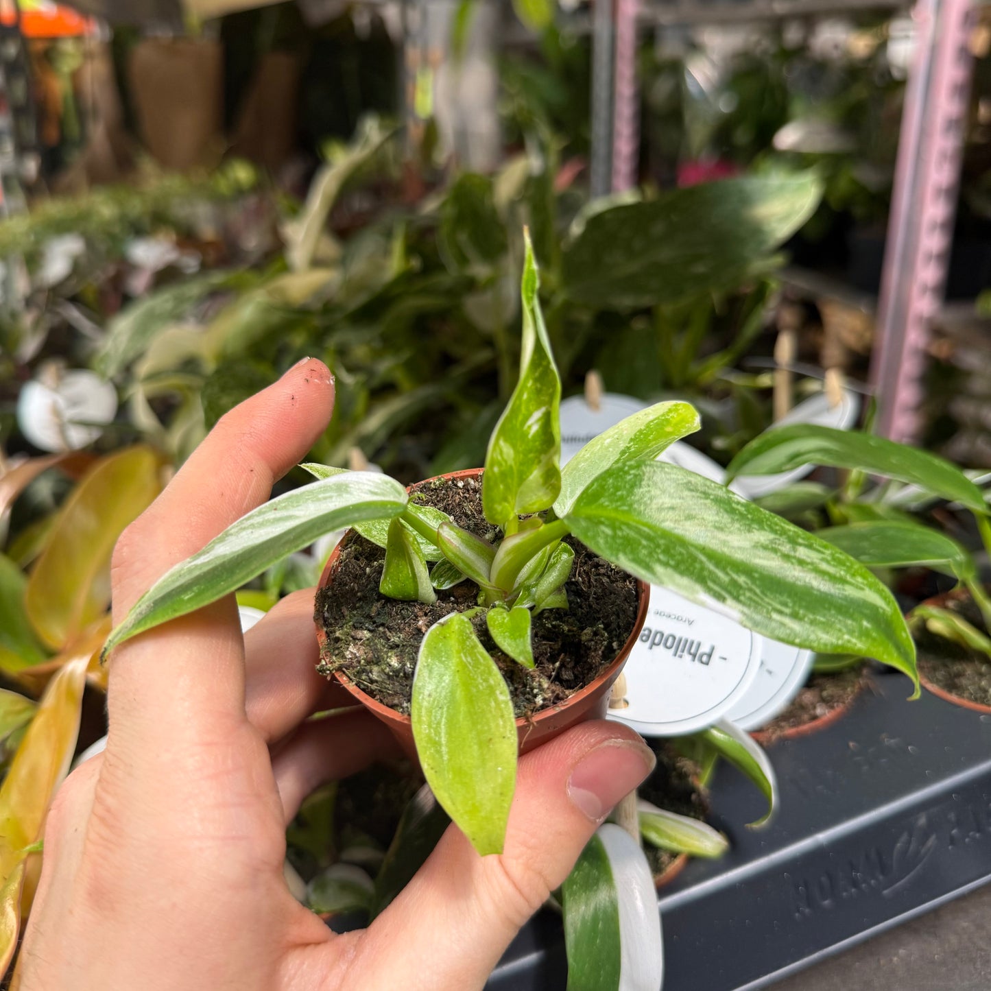 Mini Plants Bundle