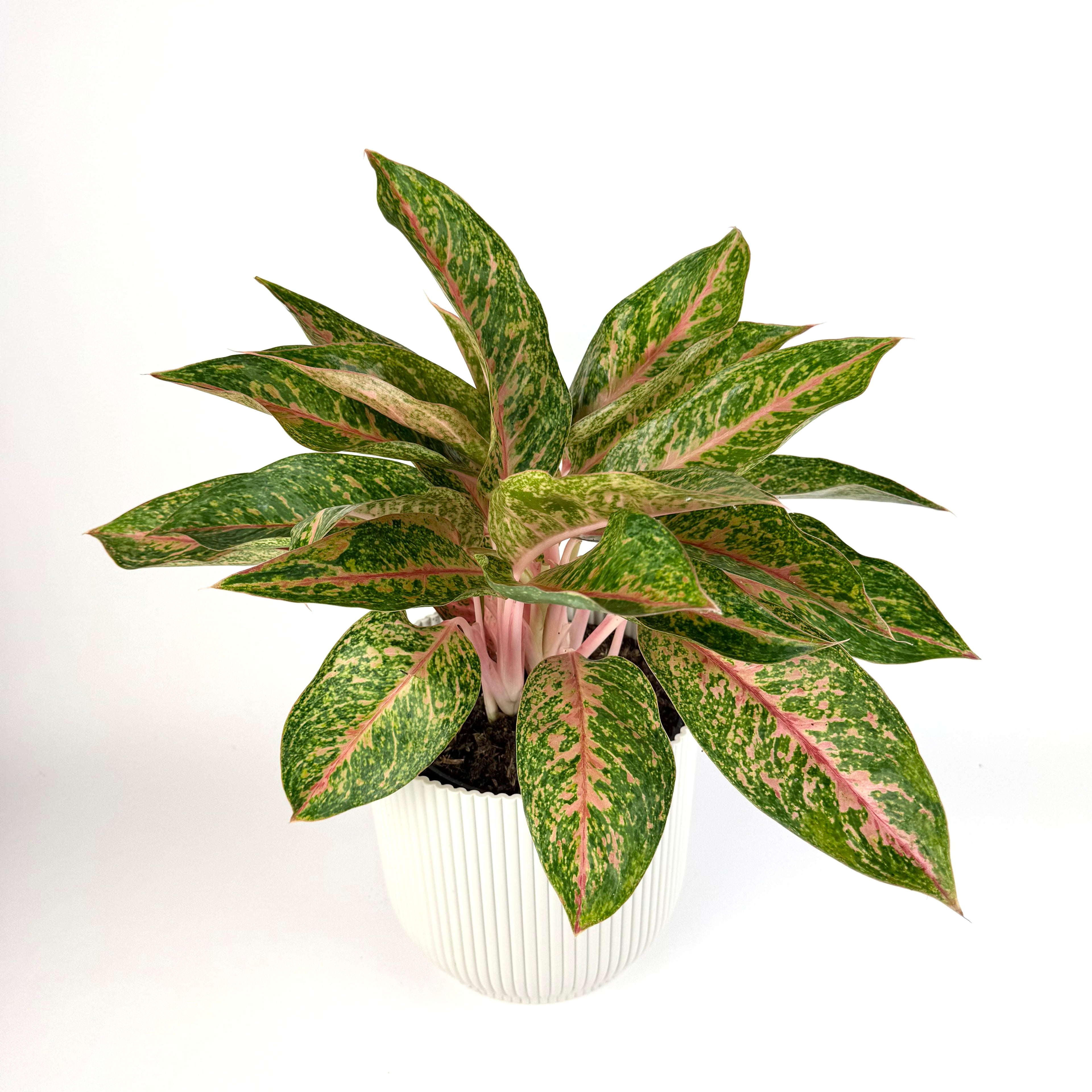 Large Aglaonema Tango Pink 19cm Houseplant