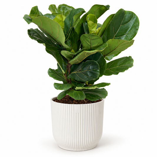 Ficus Lyrata Bushy 21cm Potsize Houseplant