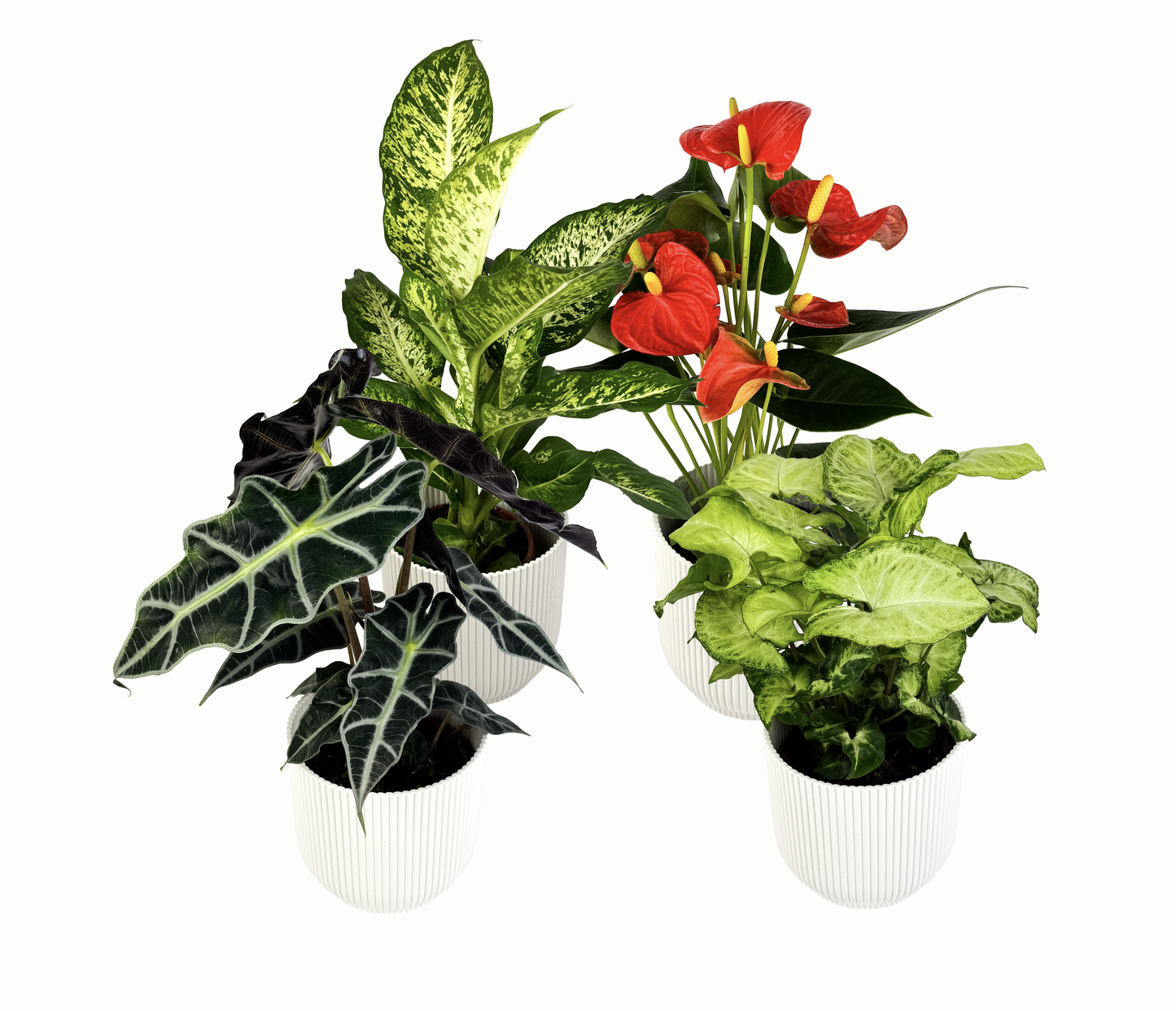 4 Houseplant 12cm bundle