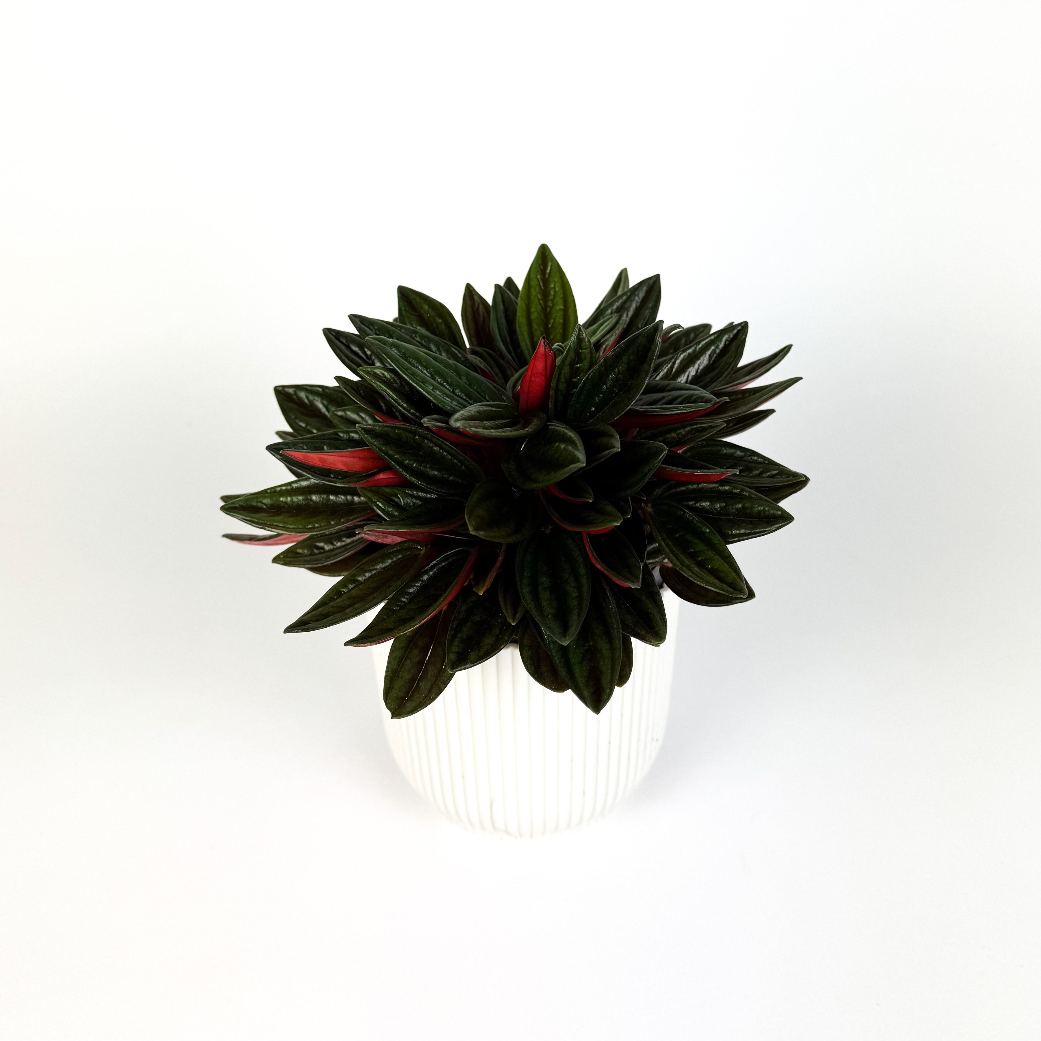 Peperomia Rosso Houseplant