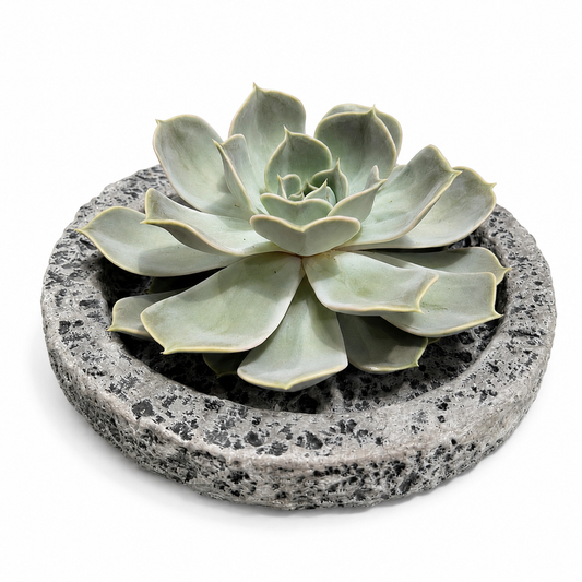 Rootless Echeveria Succulent