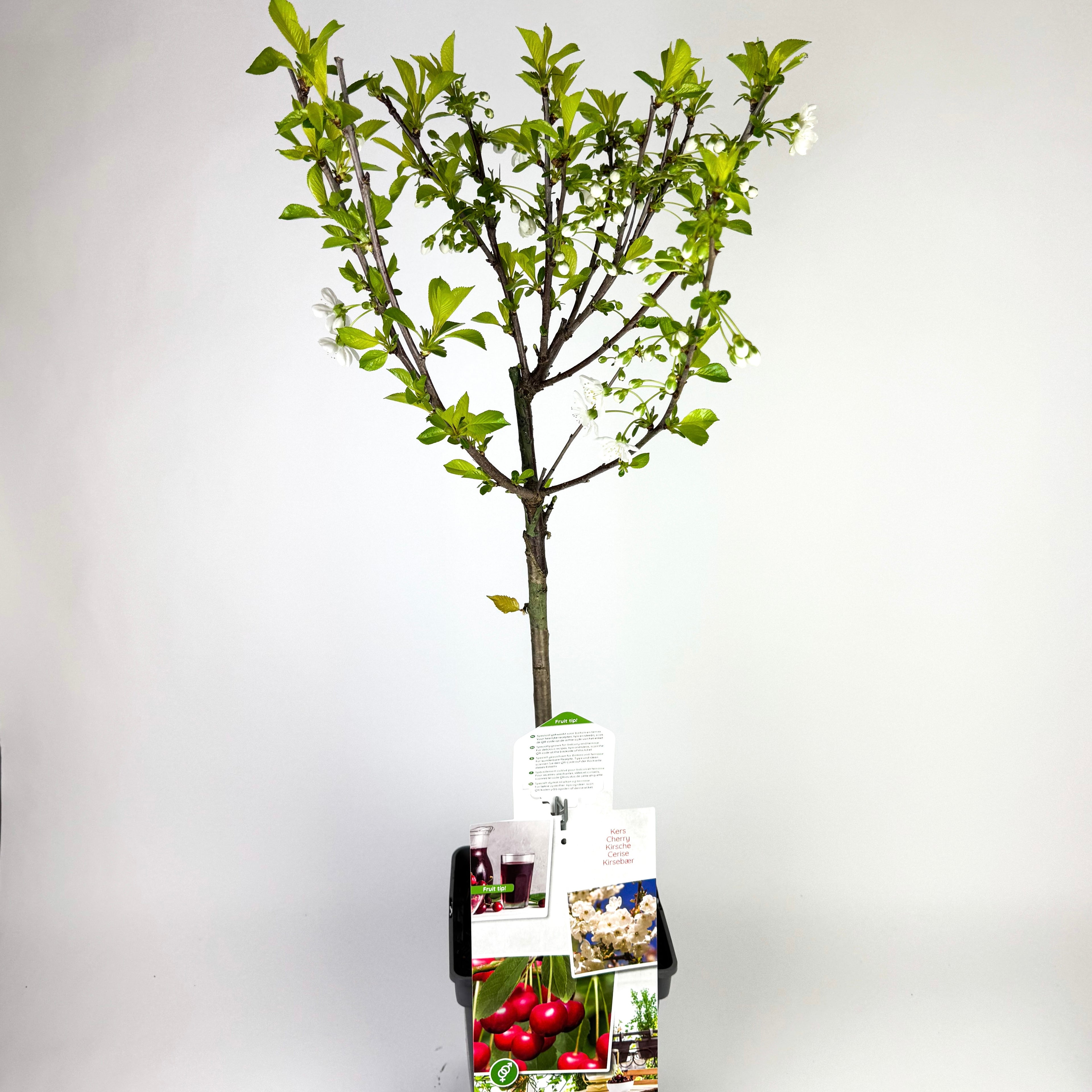 Cherry Tree (Prunus Cerasus Morel) Outdoor Large Plant