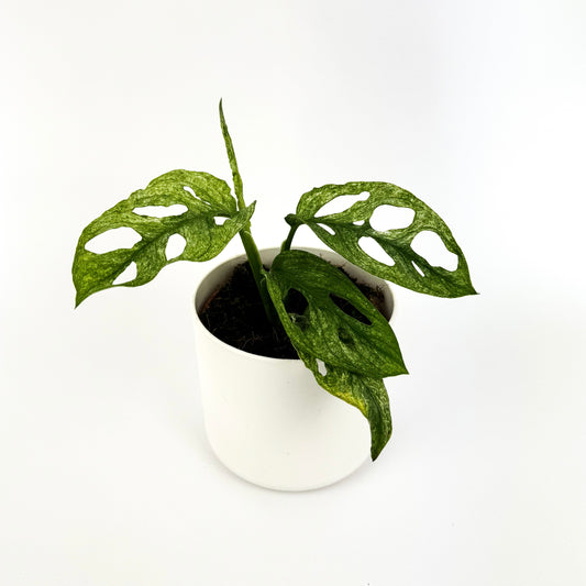 Monstera Adansonii Mint Houseplant