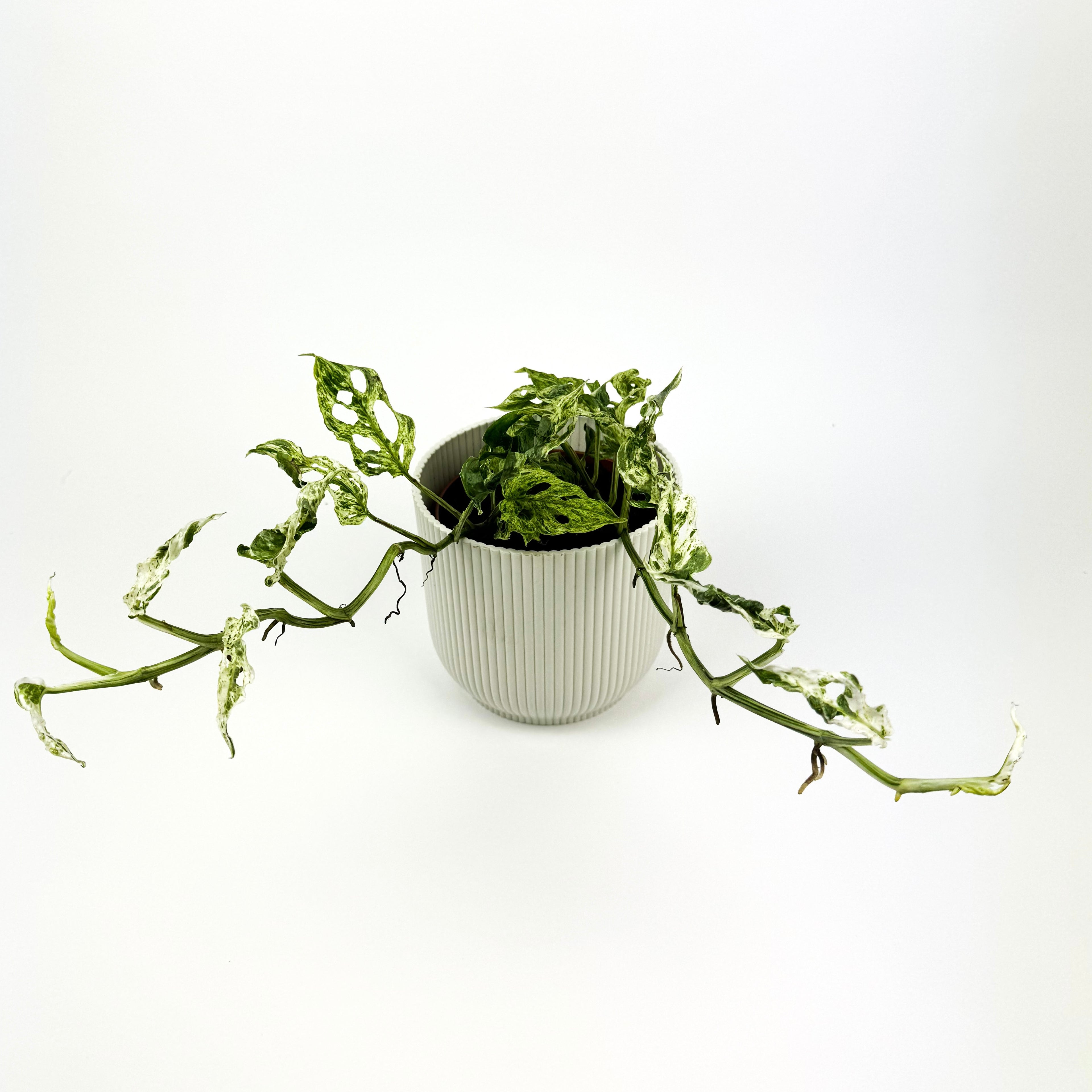 Monstera frozen freckles 12cm