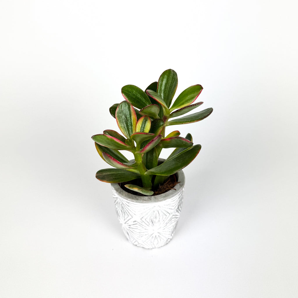 Crassula Stockholm In Ceramic Pot Houseplant