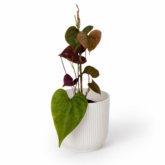 Dioscorea Discolor 7cm Pot Size Houseplant