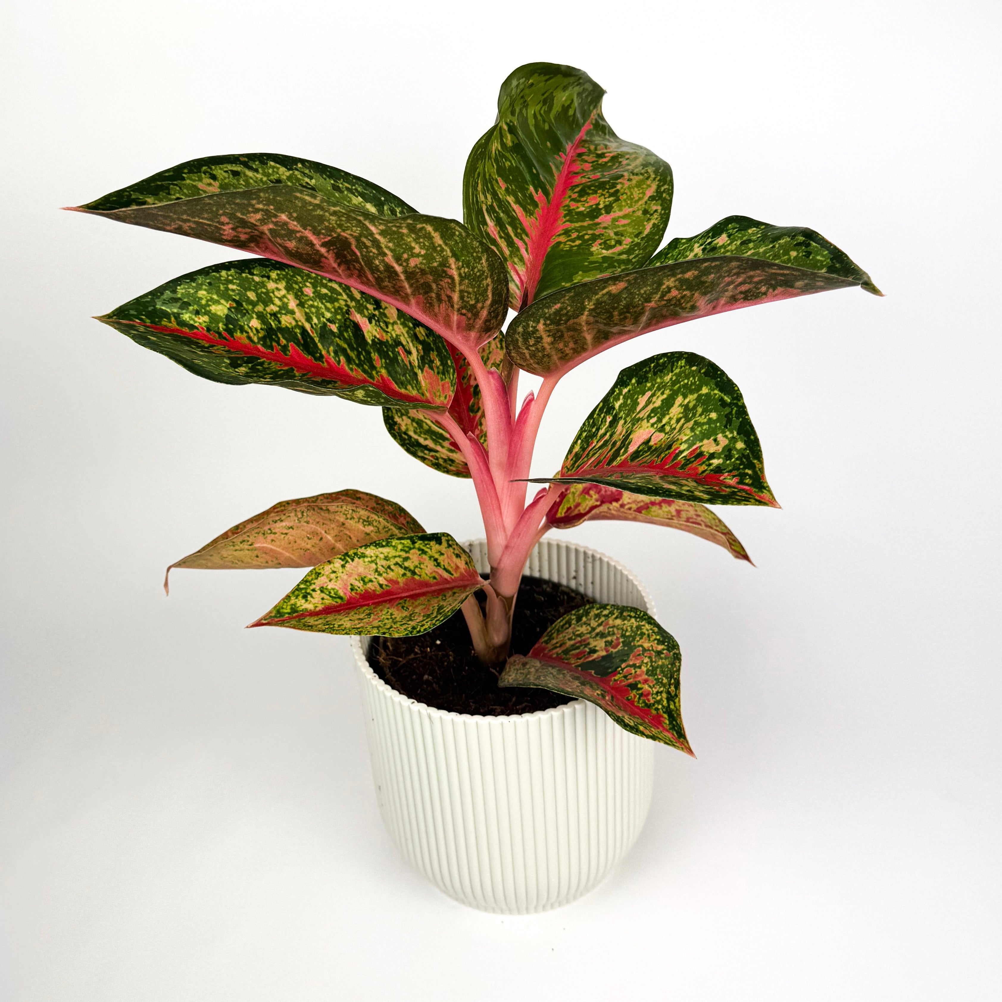 Aglaonema Jubilee Compacta 12cm Houseplant