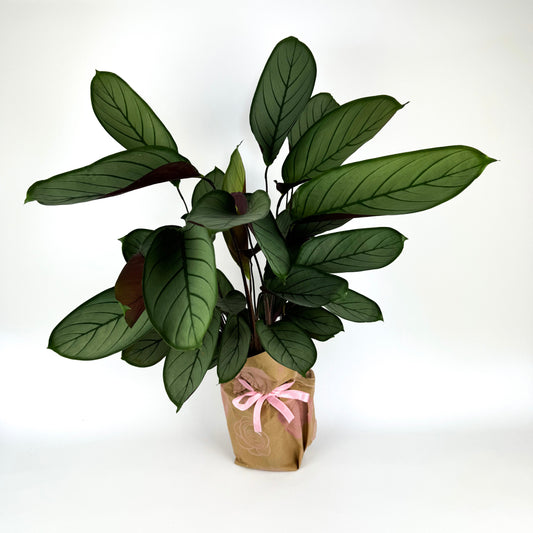 Large Calathea Greystar Houseplant