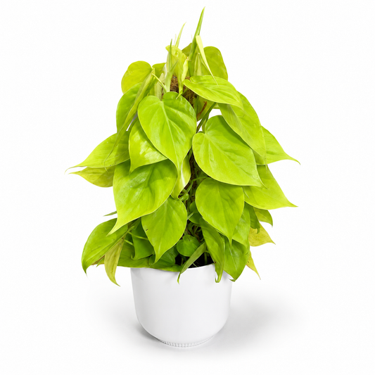 Philodendron Neon Mosspole 15cm Houseplant