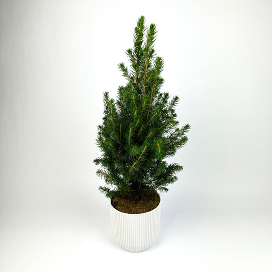 Picea Christmas Tree 13cm Pot