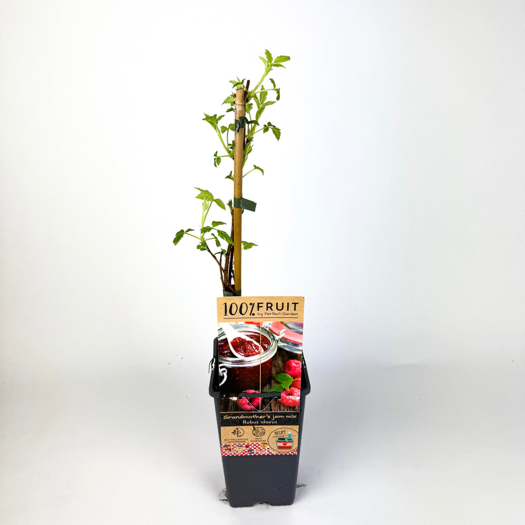 Fruit Trees To Make Marmalade Outdoor Plant
