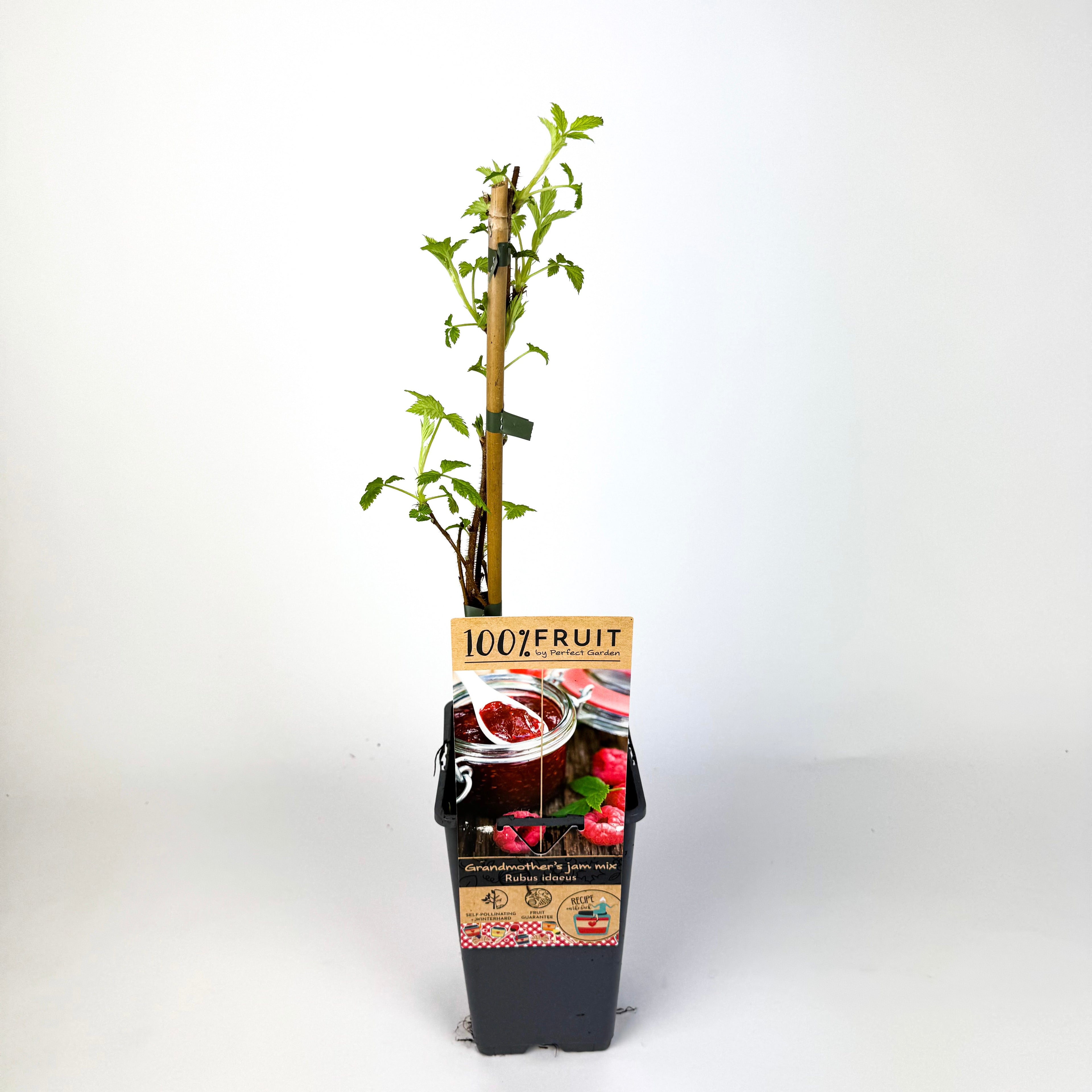 Fruit Trees To Make Marmalade Outdoor Plant