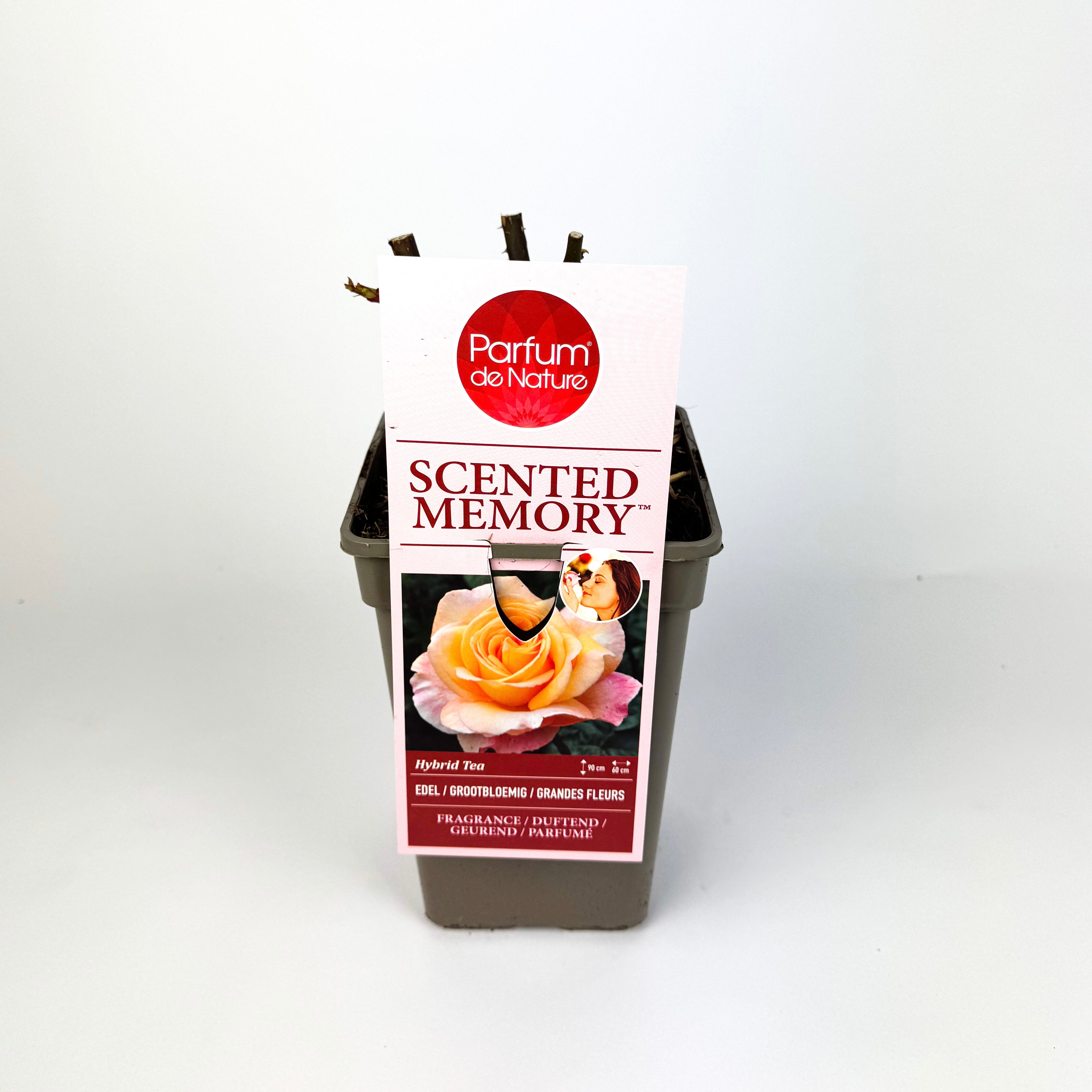 Rose 'Parfum de Nature' Scented Outdoor Rose Bush